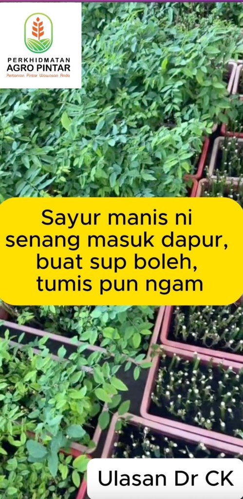 Sayur manis ni senang masuk dapur, buat sup boleh, tumis pun&nbsp;ngam