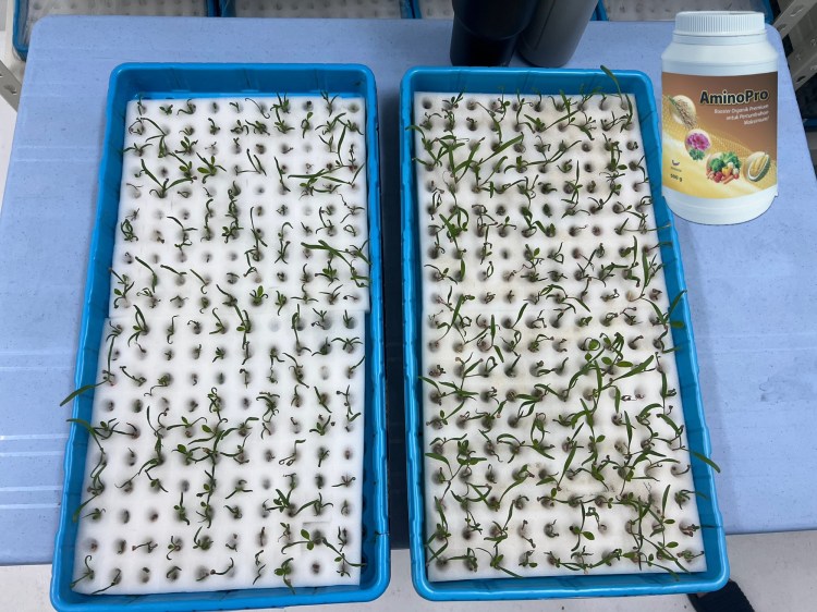 Aplikasi Booster Biostimulant AminoPro Meningkatkan Kadar Percambahan Benih&nbsp;Sayur
