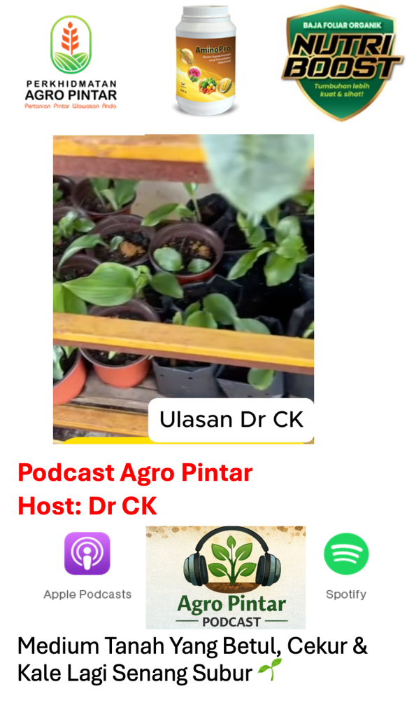 Medium Tanah Yang Betul, Cekur & Kale Lagi Senang Subur&nbsp;🌱