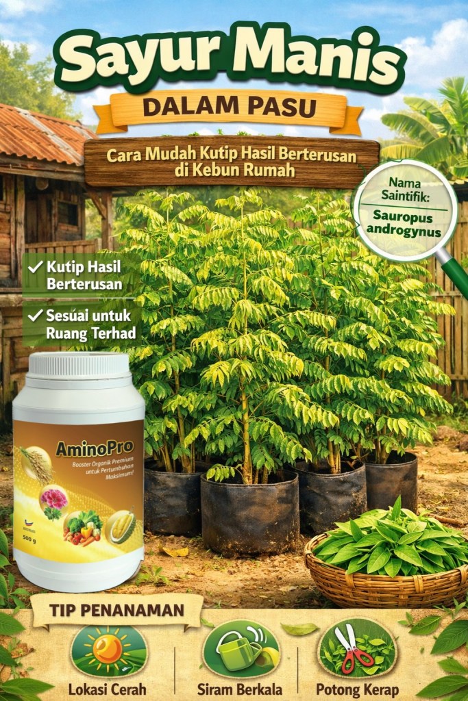 Tanam Sayur Manis dalam Pasu: Cara Mudah Kutip Hasil Berterusan di Kebun&nbsp;Rumah