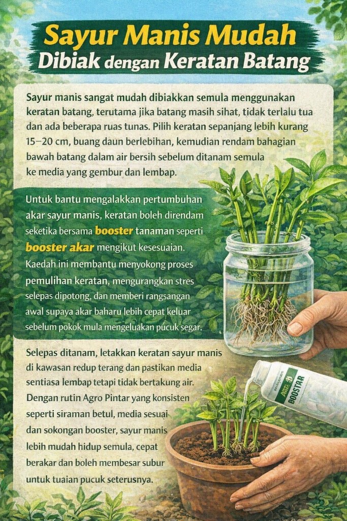 Cara Tanam Semula Sayur Manis dengan Keratan untuk Akar Cepat&nbsp;Tumbuh